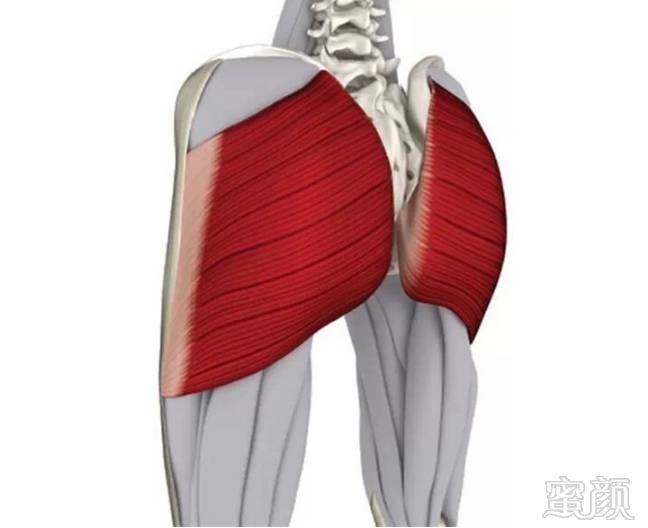 我们先了解下臀部肌肉构造,了解后更有效提高效果.