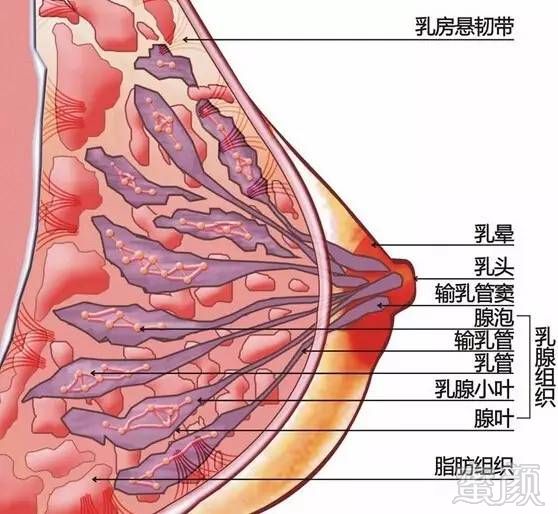 多于绝大多数不懂医学的女性朋友来说,高耸的乳房里面有什么