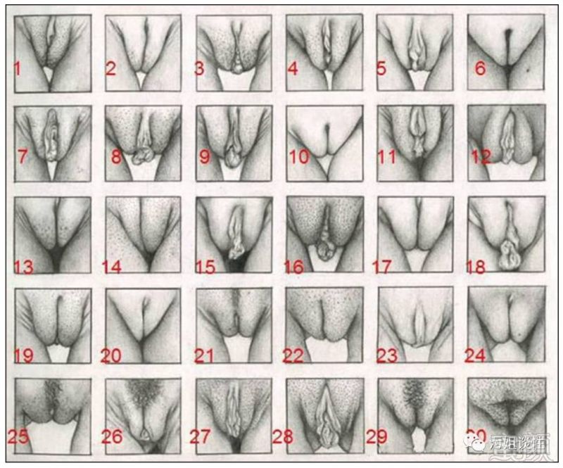 探秘30种女性外阴形状分类,是男人都收藏了!