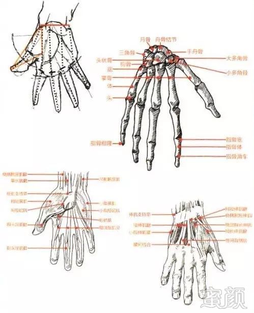 手部结构