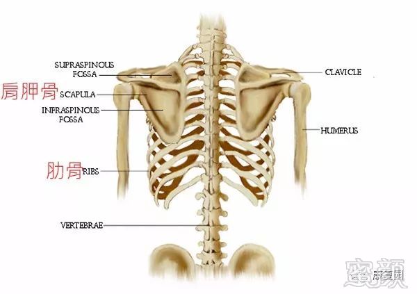 请看上面这张图.最左边是常见的错误姿势:颈部前突,圆肩,圆背.