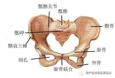 骨盆结构解剖图