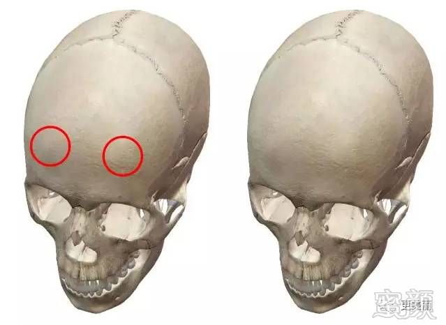 额骨有两个凸起处,这两块凸起处往上延伸连接顶骨,往对应旁侧延伸是