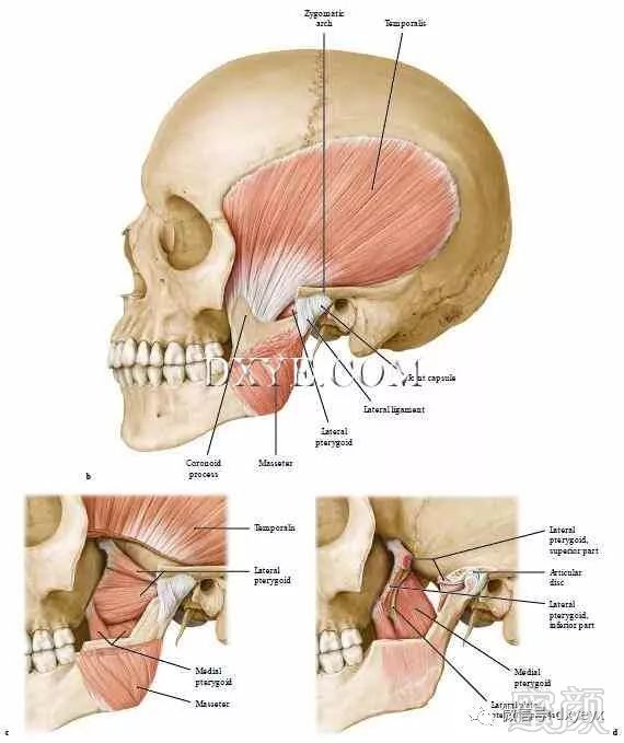 解剖学解读:21-19 下颌骨与咀嚼肌     咬肌通常被认为是由颧骨和颧弓
