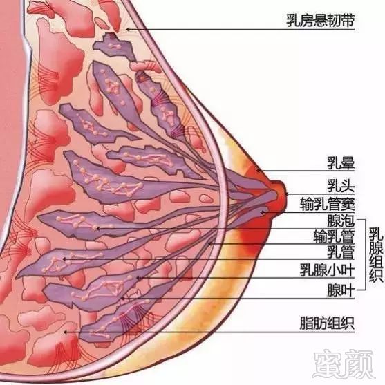 告别"摸摸大",丰胸的路子在这里