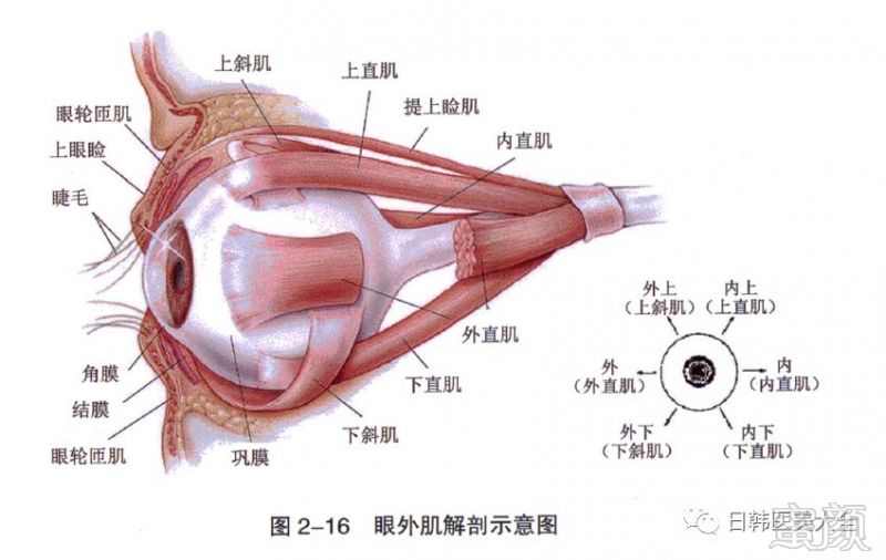 眼外肌包括4条直肌(上直肌,下直肌,内直肌,外直肌)和2条斜肌(上斜