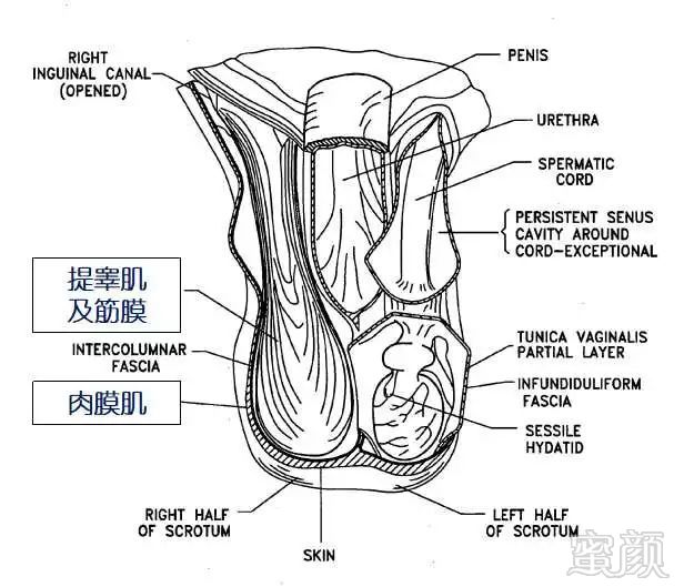 肉毒毒素改善阴囊外形与多汗,男士新福利哦!