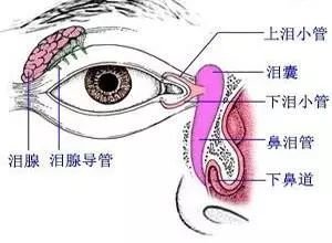 具体位置如下图所示:      看看泪腺脱垂的眼睛,可以看出眼尾上方有一