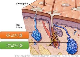 狐臭也和大汗腺有关