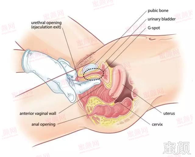 探秘30种女性外阴形状分类,是男人都收藏了!
