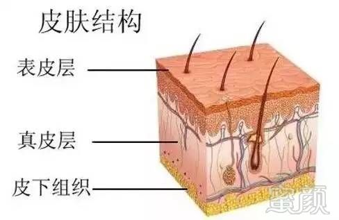 2,如果伤口深入 真皮层,为了防止伤口裂开,皮肤会制造强韧的疤痕