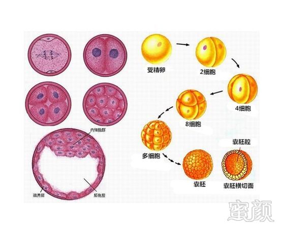 试管婴儿真的可以选择性别吗?