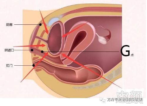 确切的说g点是阴道内部前壁2,3厘米深处沿尿道走行的一块性敏感区
