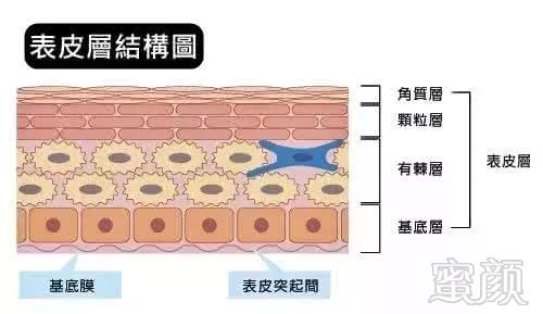 我们的皮肤表面有一层薄薄的角质层,它能够保护我们柔软的皮肤.