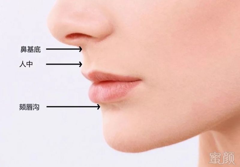 下唇瓣是被颏唇沟勾勒出来的, 下巴越翘颏唇沟越深,下唇瓣越突出.