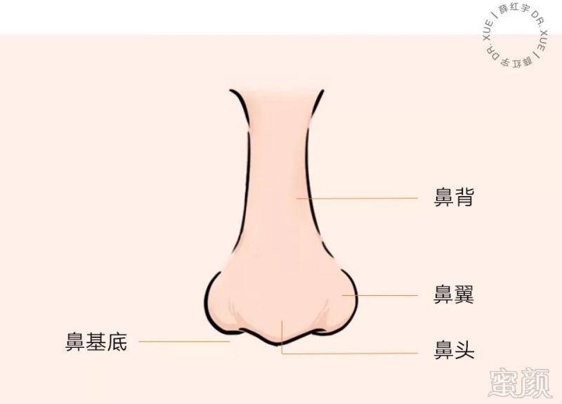 以下将鼻子各部位(鼻背,鼻头,鼻翼,鼻基底)的问题依次列出,大家对号
