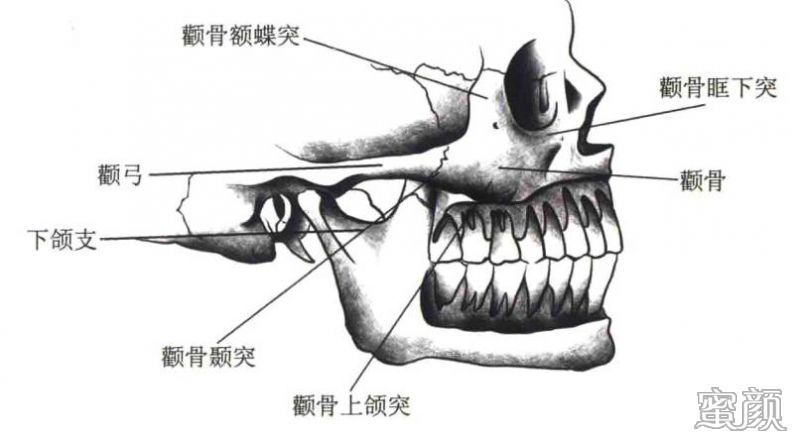 变美记 整形常识 > 正文     a:额蝶突:支撑眶外侧壁(眼周);b:上颌突
