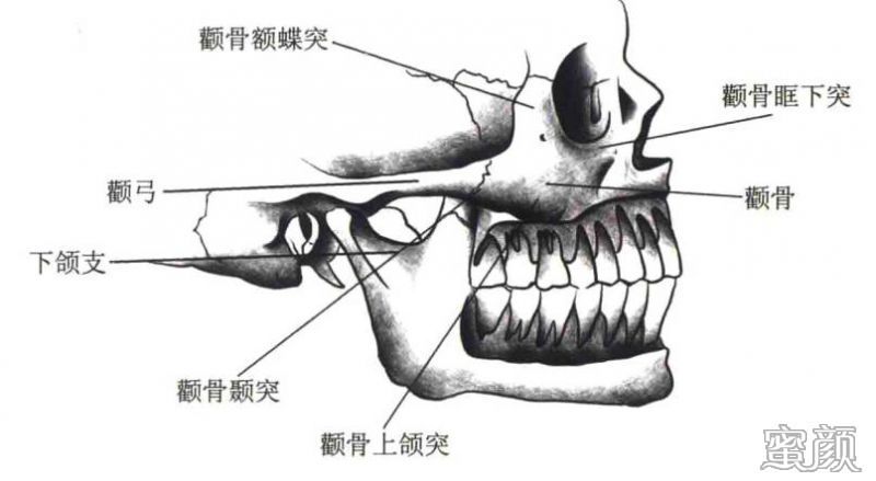 支撑眶下缘和眶下壁的一部分(大约在泪沟,苹果肌的部位);c:颞突(颧弓)