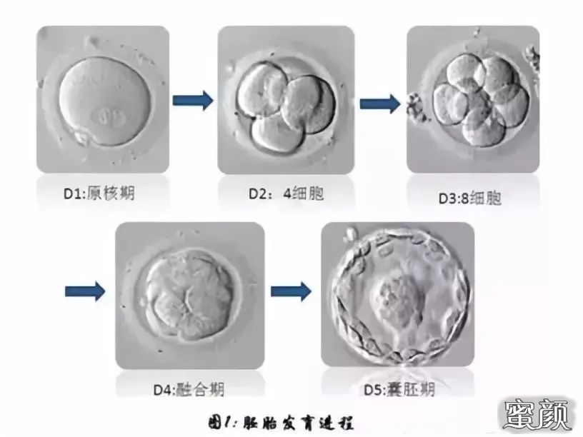 卵裂期胚胎,囊胚,冻胚卵裂期胚胎