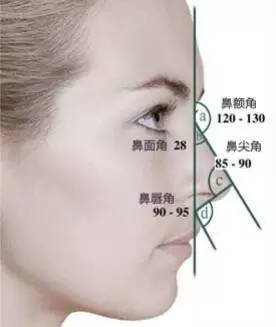 鼻额角(鼻背与额骨鼻突的交角:120°左右.