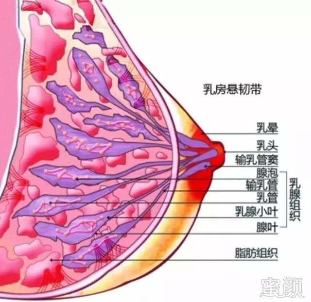 乳房健康的保护神,是谁?