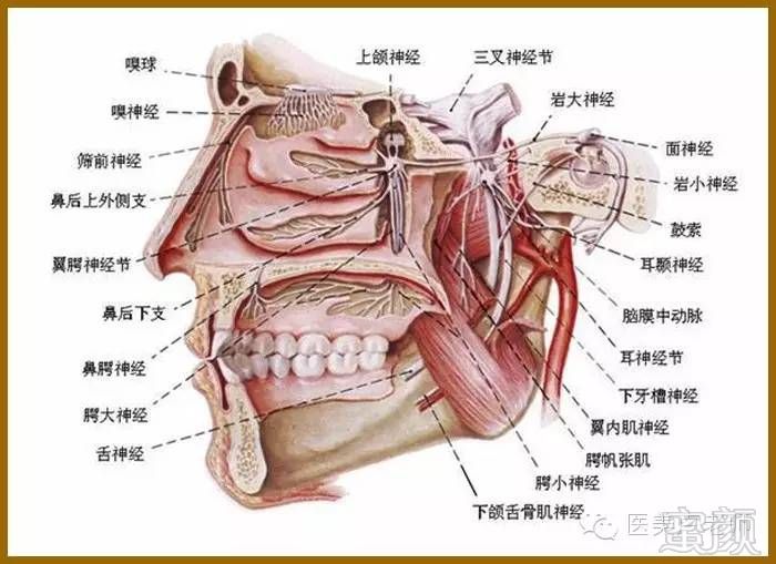 鼻部的血液供给极为丰富,有来自颈内动脉的眼动脉分枝,向下形成鼻背