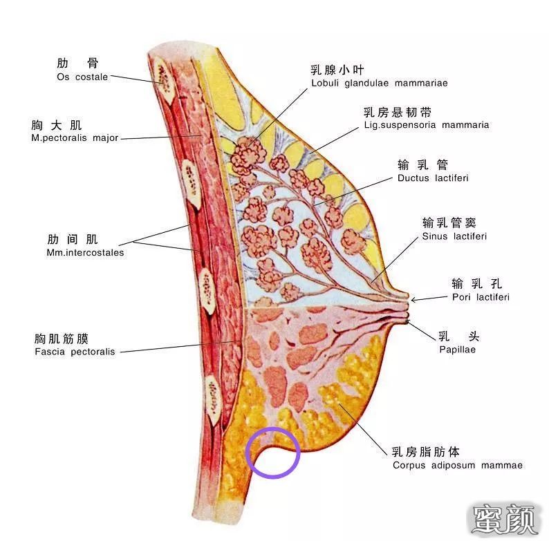 https://img.miyanlife.com/mnt/Editor/2020-11-01/5f9e661a9d91a.jpg