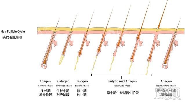 https://img.miyanlife.com/mnt/timg/170928/1602434294-0.jpg