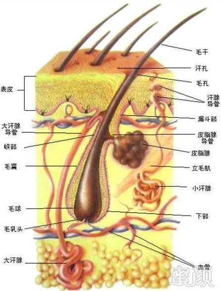 https://img.miyanlife.com/mnt/timg/171019/1244451313-2.jpg