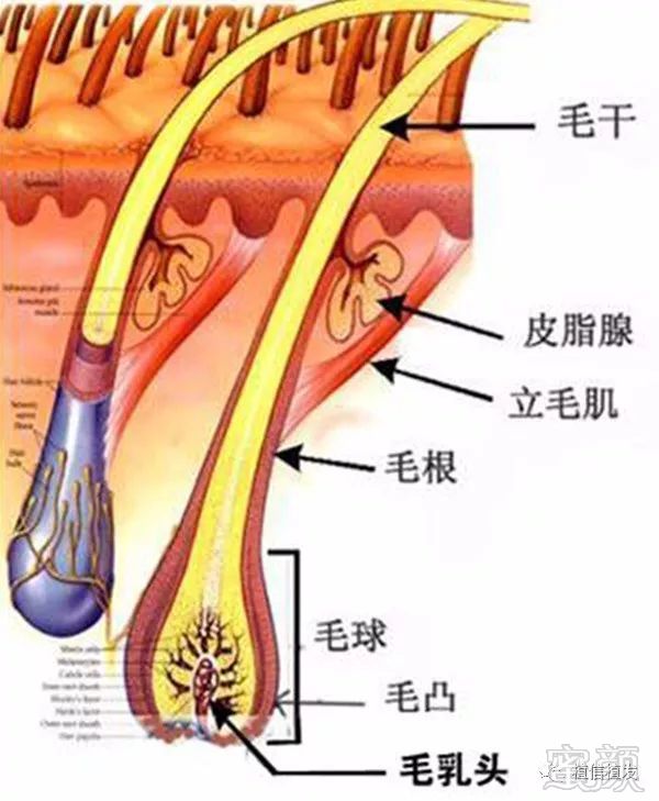 https://img.miyanlife.com/mnt/timg/171103/1F3044544-1.jpg