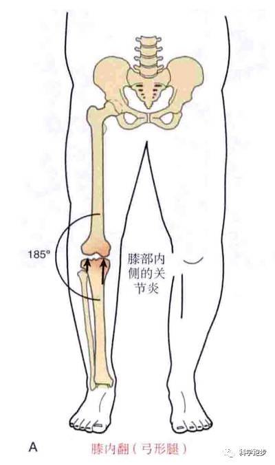 胫骨下端链接距骨和腓骨形成踝关节,上端链接股骨形成膝关节.