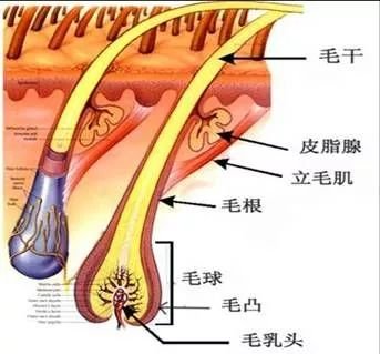 https://img.miyanlife.com/mnt/timg/171201/131Q54348-1.jpg