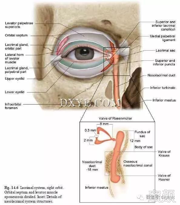 面部头部和颈部整形外科解剖学解读2114眶内软组织