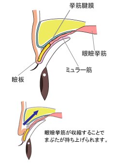 https://img.miyanlife.com/mnt/timg/180103/123352N08-2.jpg