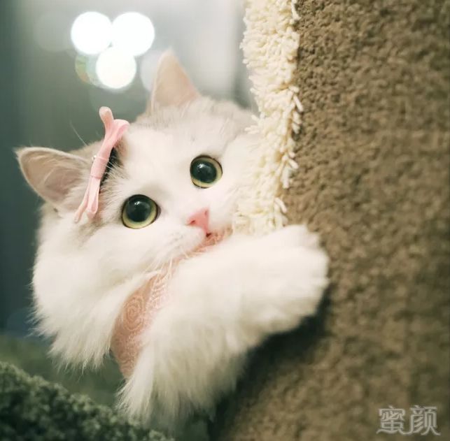 https://img.miyanlife.com/mnt/timg/180426/10403J103-18.jpg