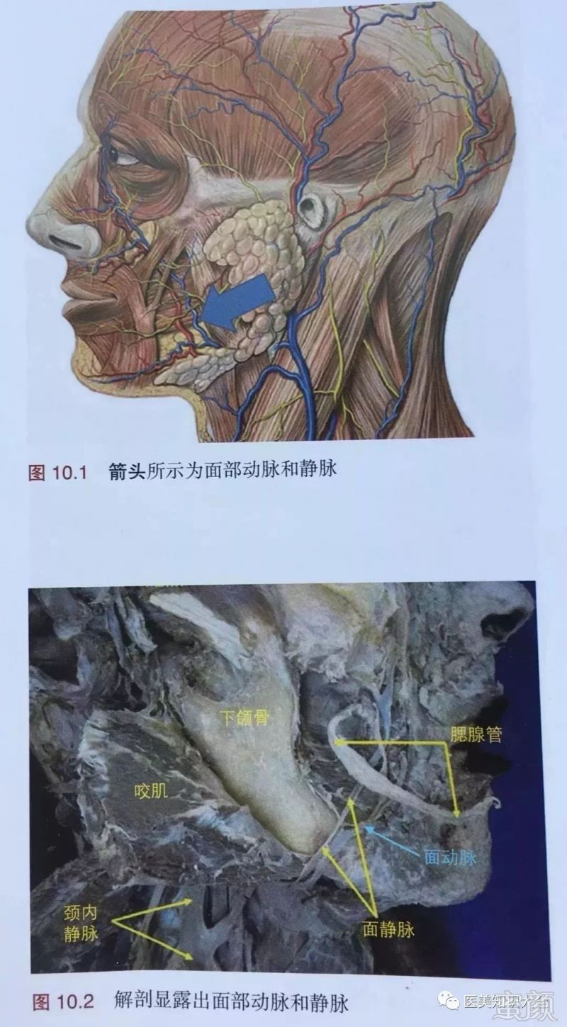 先回顾看看下面部的解剖,重点是血管和面神经下颌缘支的位置