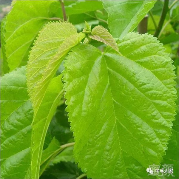 https://img.miyanlife.com/mnt/timg/180603/12263L4P-2.jpg