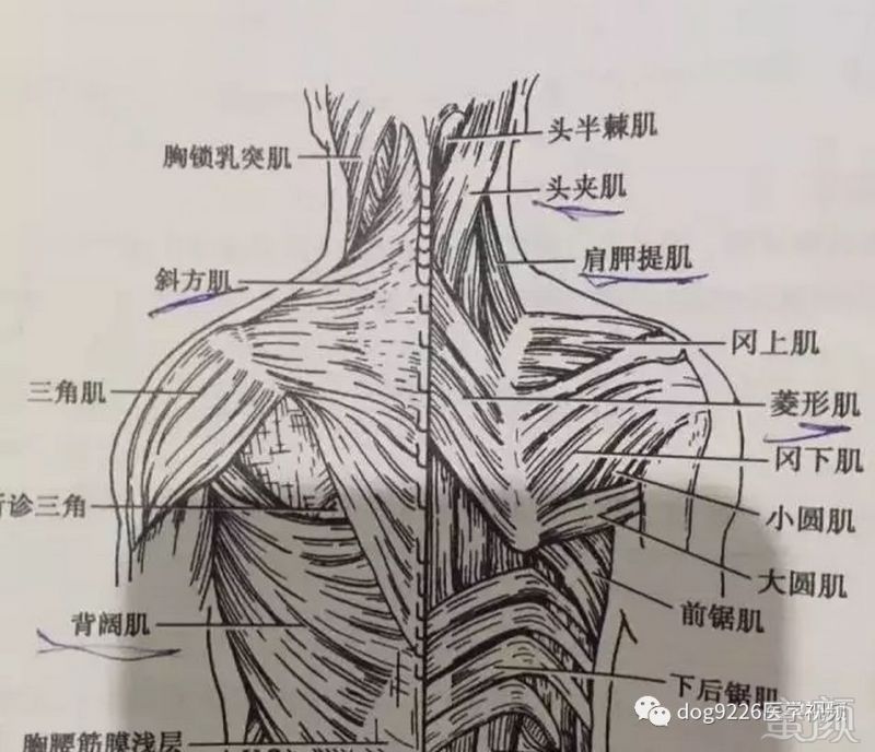 https://img.miyanlife.com/mnt/timg/181008/12135444K-14.jpg