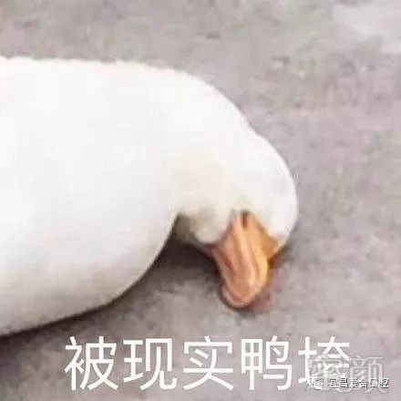 案例图片