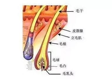 https://img.miyanlife.com/mnt/timg/181129/113QTS1-2.jpg