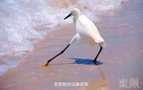 https://img.miyanlife.com/mnt/timg/190110/1239552332-0.jpg