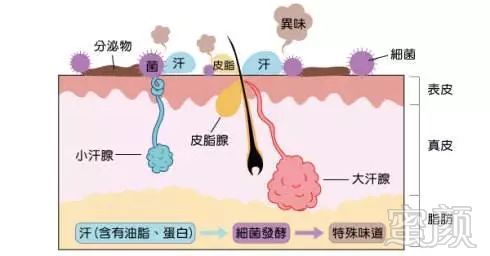 https://img.miyanlife.com/mnt/timg/190328/1554133H0-1.jpg