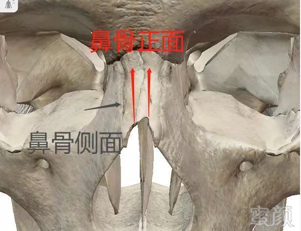 鼻骨位置:鼻梁最凹处(山根)到鼻子1/3处之间,用于支撑鼻背的骨头.