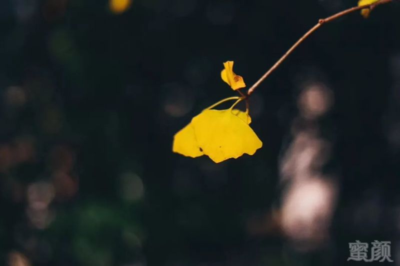 https://img.miyanlife.com/mnt/timg/190907/123G43M5-0.jpg