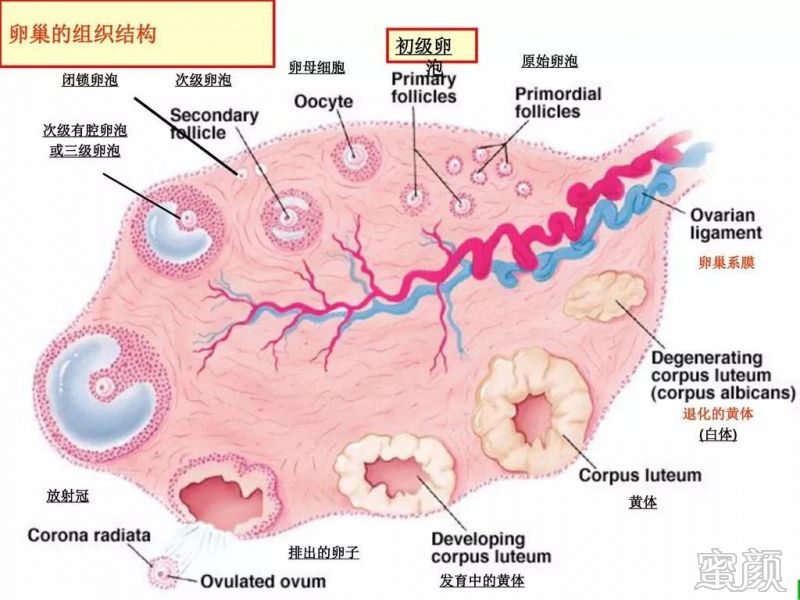 https://img.miyanlife.com/mnt/timg/200224/120P95C0-0.jpg