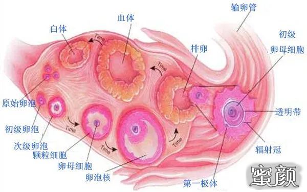 https://img.miyanlife.com/mnt/timg/200503/132Z0BO-3.jpg