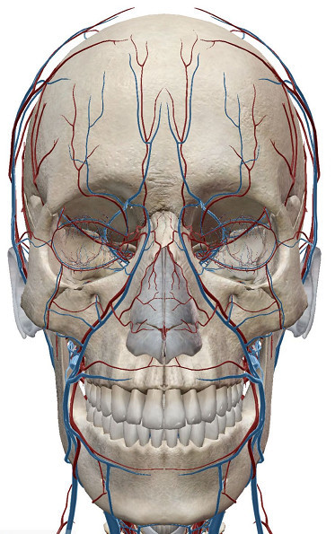 这还仅仅是面部主要大血管的分布图,再来看看面部所有血管分部的