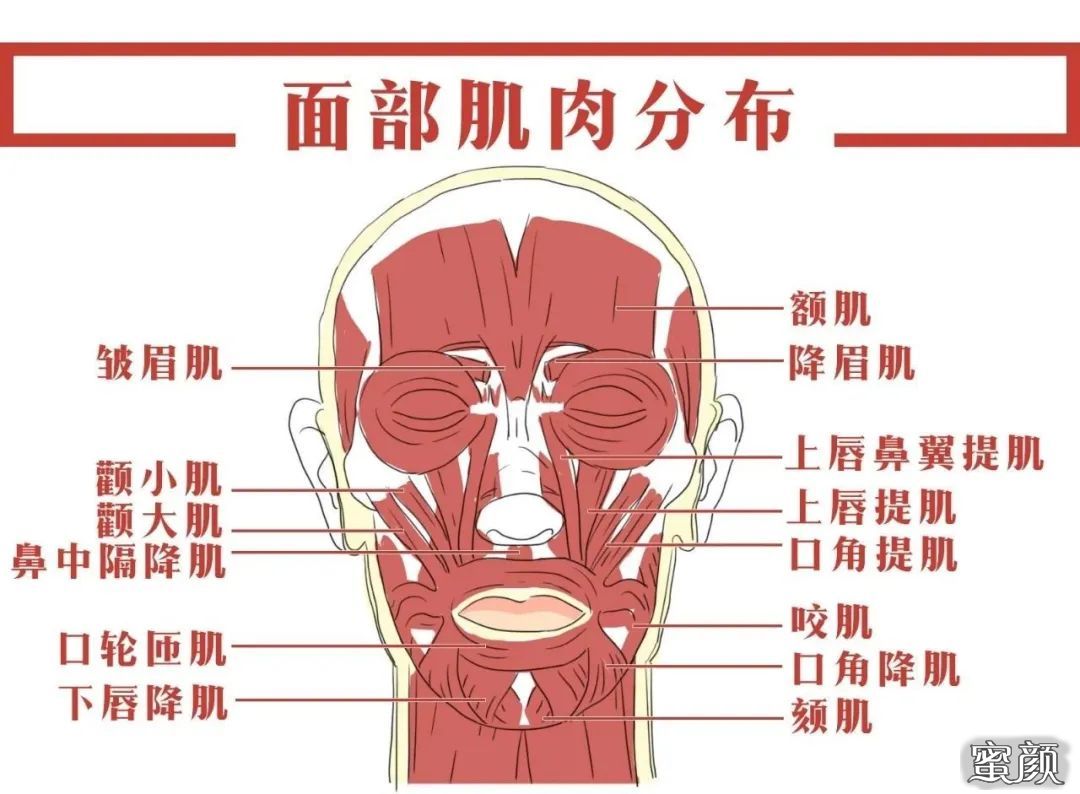颊部——位于面部两侧,形成口腔前庭外侧壁,主要由皮肤,颜面浅层表情
