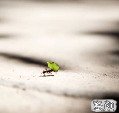 https://img.miyanlife.com/mnt/timg/200704/1134312223-0.jpg
