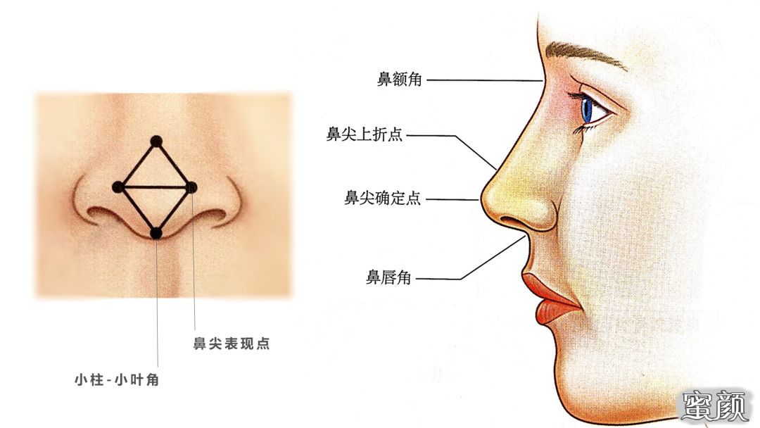 鼻头和鼻翼的位置图图片